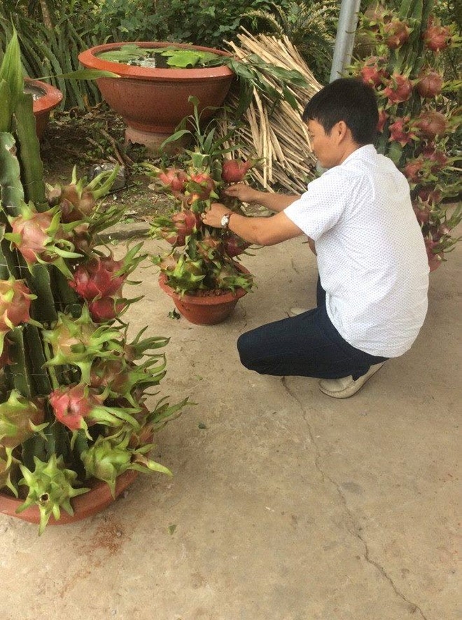 Thanh long canh gia re, muon mua phai dat truoc ca thang hinh anh 2