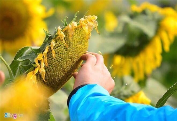 Bảng cứ cấm và người cứ vặt hoa không thương tiếc. Ảnh: Zing.vn