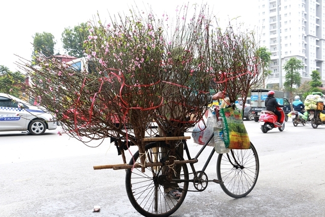 Đào Nhật Tân rực rỡ xuống phố đón Tết sớm - Ảnh 1.