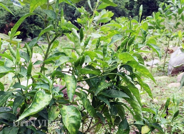 400.000 dong/kg, ot xiem rung ti hon kho mua hon ca vang hinh anh 2