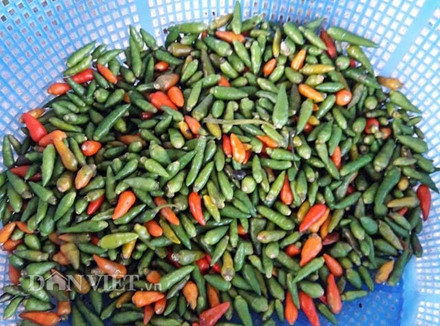 400.000 dong/kg, ot xiem rung ti hon kho mua hon ca vang hinh anh 4