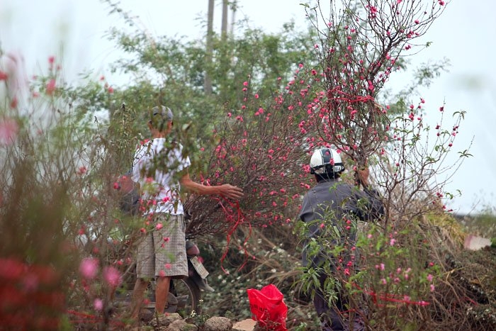 Đào Nhật Tân khoe sắc sớm, người trồng lo trắng tay Đào Nhật Tân khoe sắc sớm, người trồng lo trắng tay