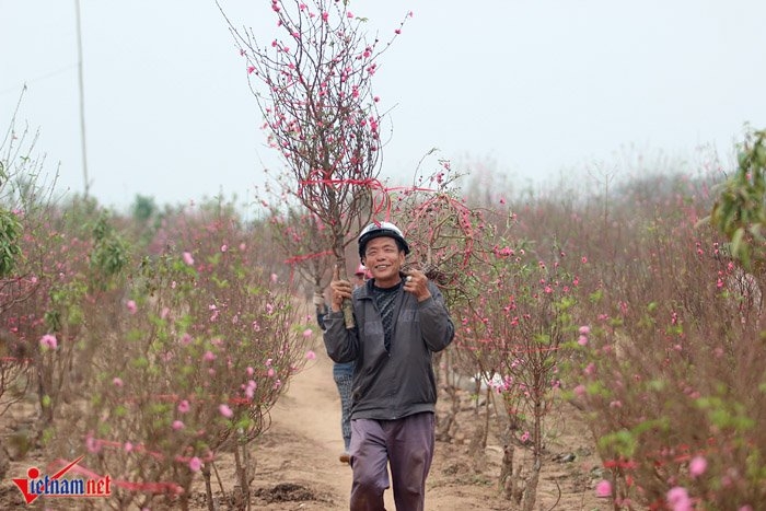 Đào Nhật Tân khoe sắc sớm, người trồng lo trắng tay Đào Nhật Tân khoe sắc sớm, người trồng lo trắng tay