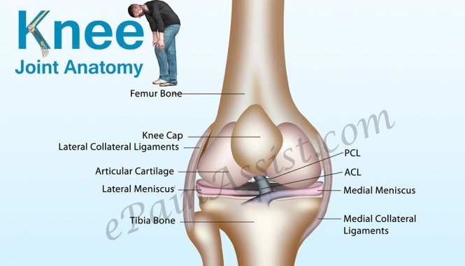 Não, đầu gối... cũng có bộ phận mới được phát hiện gần đây 