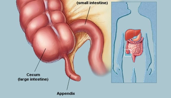 Não, đầu gối... cũng có bộ phận mới được phát hiện gần đây 