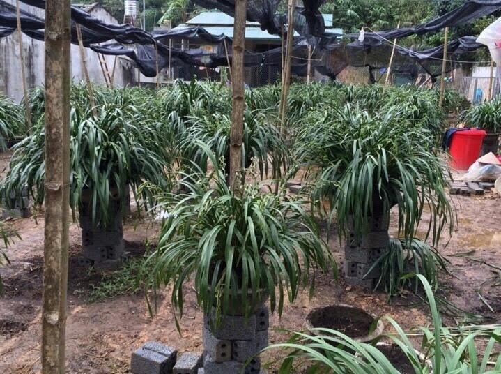 'Giấc mộng vua Trần': 200 triệu mua địa lan huyền thoại chơi Tết