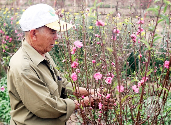 Nắng nóng, chưa đến Tết đào Nhật Tân đã nở đỏ ruộng khiến nông dân buồn bã chặt bỏ, bán với giá bèo - Ảnh 3.