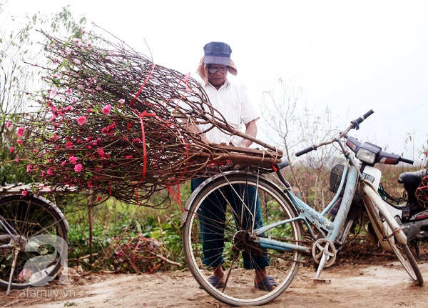 Nắng nóng, chưa đến Tết đào Nhật Tân đã nở đỏ ruộng khiến nông dân buồn bã chặt bỏ, bán với giá bèo - Ảnh 8.