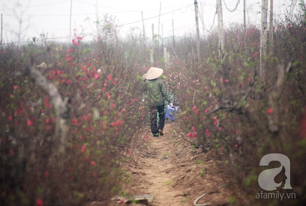 Nắng nóng, chưa đến Tết đào Nhật Tân đã nở đỏ ruộng khiến nông dân buồn bã chặt bỏ, bán với giá bèo - Ảnh 15.