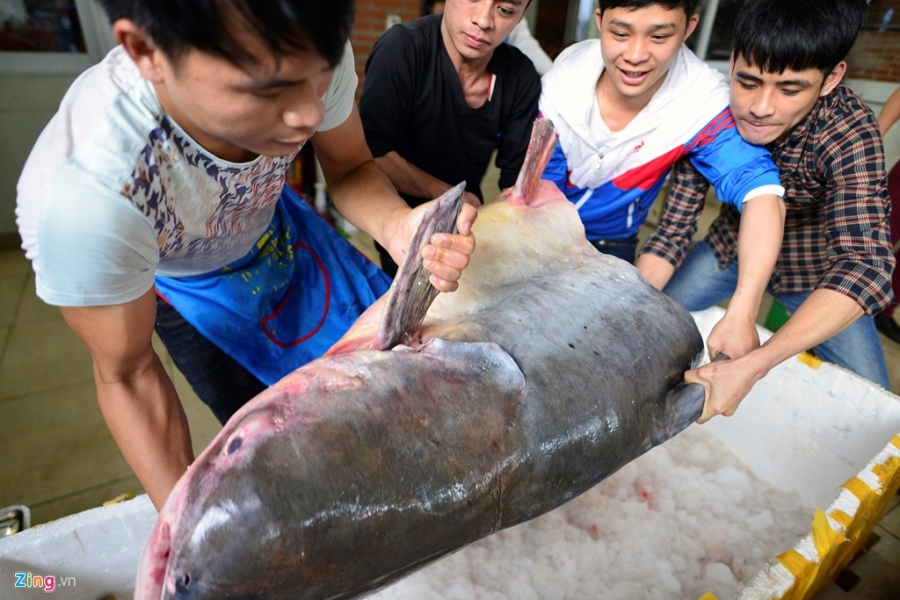 Ca tra dau 'bay' 1.500 km ve thu do, gia 1 trieu dong moi kg hinh anh 10