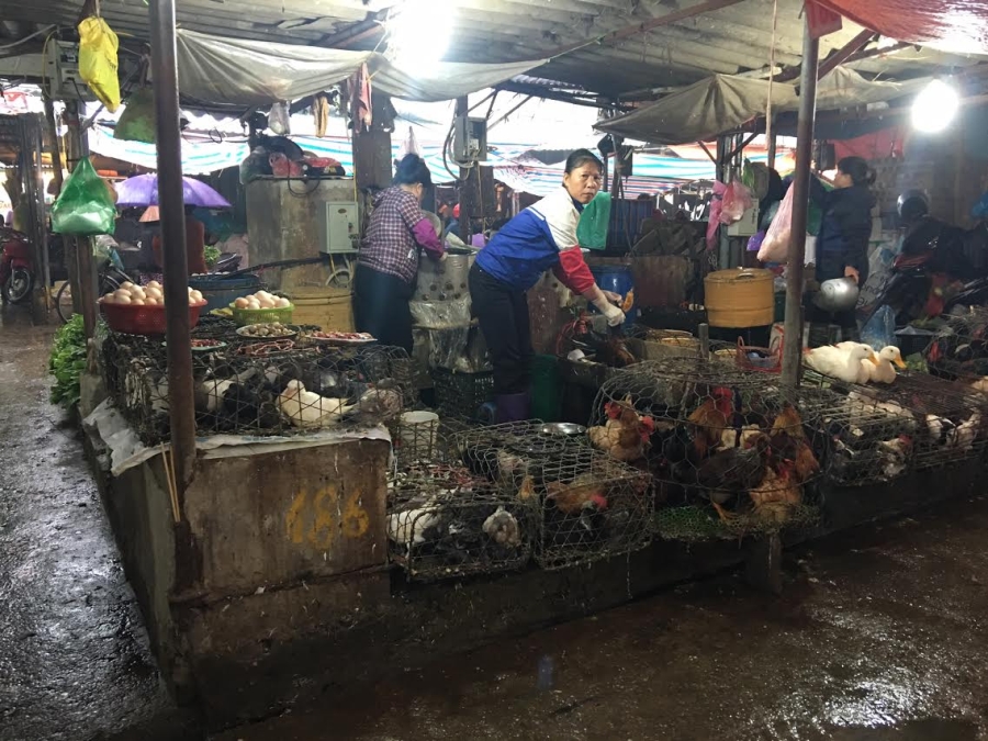 Cảnh giết mổ gà tại chợ: Bà nội trợ hãy 1 lần nhìn lại