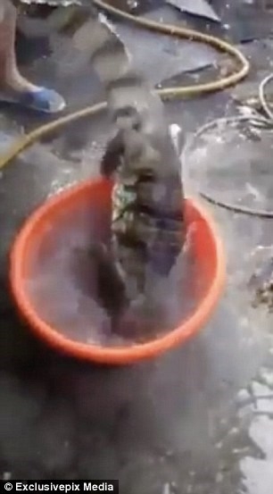 Hãi hùng cá sấu bị chặt đầu vẫn không ngừng... đớp ảnh 1