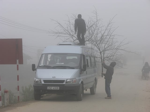  Đưa đào Sa Pa lên xe về xuôi. 