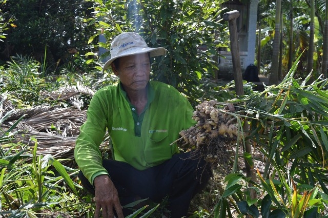 Ông Nguyễn Văn Tranh (ấp Phương Thạnh, xã Phương Bình, huyện Phụng Hiệp, Hậu Giang), bần thần bên những gốc đến lứa thu hoạch nhưng không có người mua