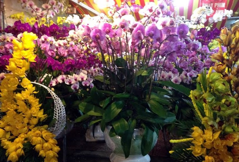 Hoa ly ế ‘cho không thèm lấy’, địa lan bạc triệu đắt khách