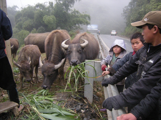  Trẻ em được nghỉ học tránh rét lại cùng bố mẹ đưa trâu đi sơ tán ở vùng thấp ấm hơn. 
