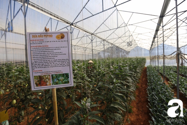 Độc đáo loại dưa hấu tí hon nhỏ xinh, vị ngon cháy hàng dịp Tết - Ảnh 1.