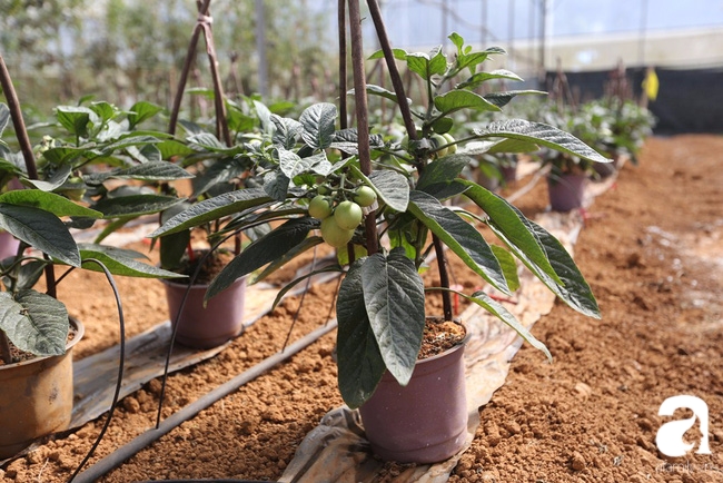 Độc đáo loại dưa hấu tí hon nhỏ xinh, vị ngon cháy hàng dịp Tết - Ảnh 10.