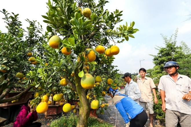 Bưởi Diễn bán vỉa hè Sài Gòn giá 25 triệu đồng một cây