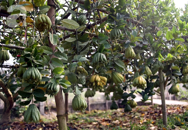 Hà Nội: 2,5 triệu đồng một quả phật thủ... 40 tay - Ảnh 13.