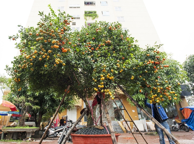 Cây quýt được giới thiệu có tuổi đời hơn 100 năm, chào bán với giá 150 triệu đồng.