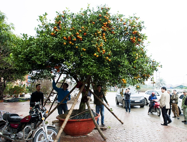 Nhiều người trầm trồ trước cây quýt nhưng không ai dám bỏ ra 150 triệu để mua về chơi Tết.