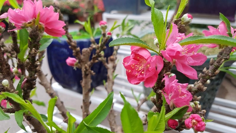 Chán đào khủng, dân Hà Nội tìm mua đào 2 gang tay