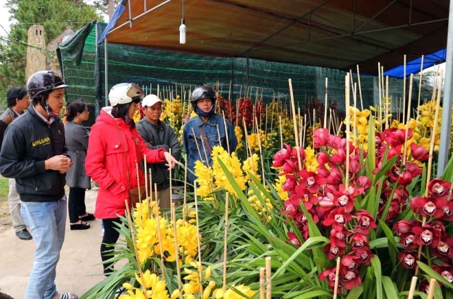 Địa lan Tết tiền triệu xuống phố Đà Lạt