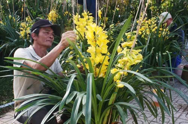 Địa lan Tết tiền triệu xuống phố Đà Lạt