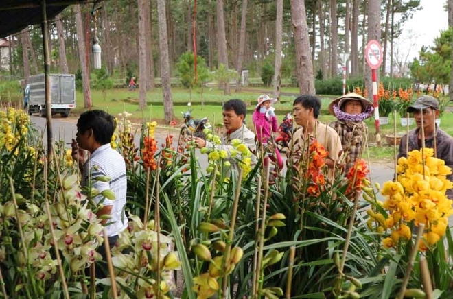 Địa lan Tết tiền triệu xuống phố Đà Lạt