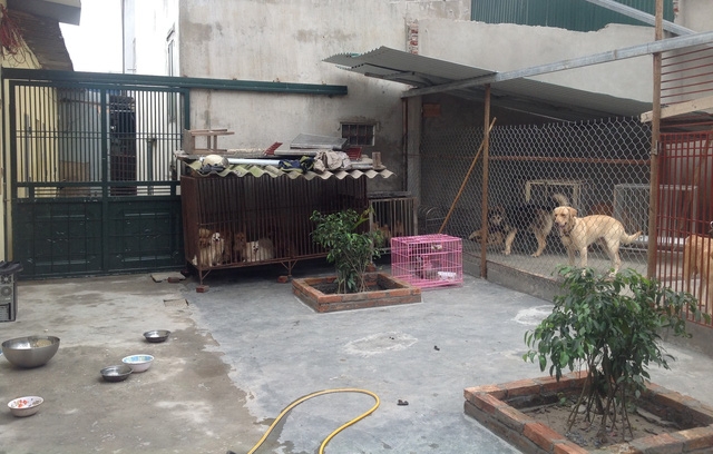 Nhiều loại thú đã được gửi do chủ nhân bận rộn chuẩn bị và đi chơi tết