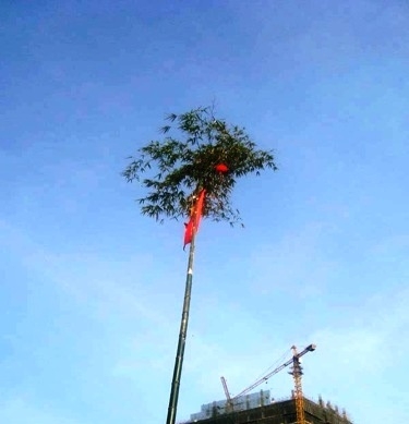 tai sao cay neu ngay tet duoc dung bang tre? hinh anh 1