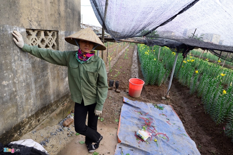 Hoa ly rung do goc sat Tet, nong dan thiet hai nang ne hinh anh 6