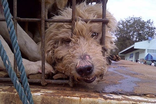 Những con chó bị đánh đập tàn nhẫn. Ảnh: Soi Dog Foundation.