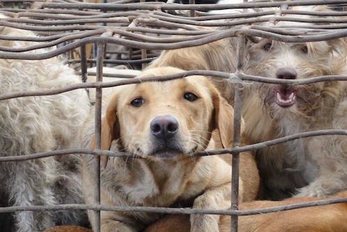 70% lượng thịt chó tiêu thụ trên thị trường là vật nuôi bị đánh cắp. Ảnh: Soi Dog Foundation.
