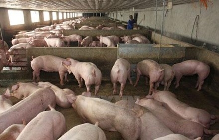'Khóc ròng' vì 1kg thịt lợn hơi không mua nổi bát phở - 1