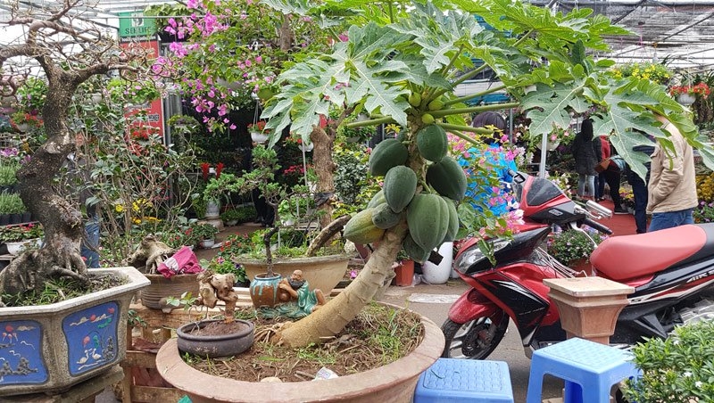 Cây đào 'dị' nhất chợ hoa Vạn Phúc - Hà Nội