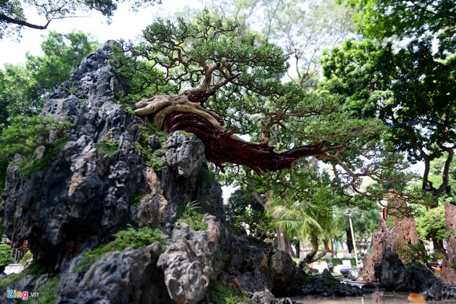 Ky hoa di thao do ve Hoi hoa xuan lon nhat Sai Gon hinh anh 4