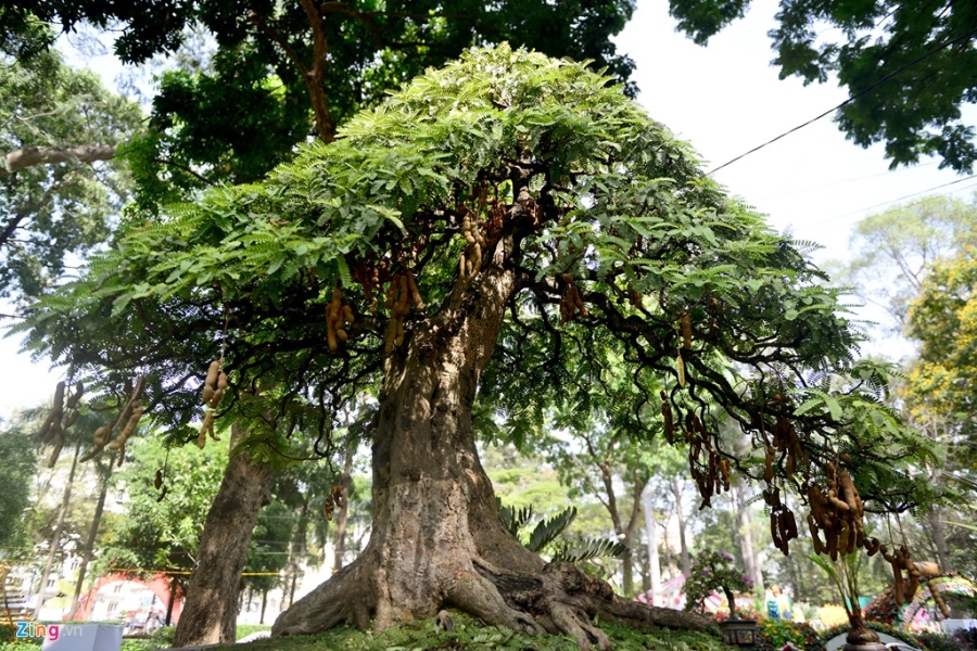 Ky hoa di thao do ve Hoi hoa xuan lon nhat Sai Gon hinh anh 10