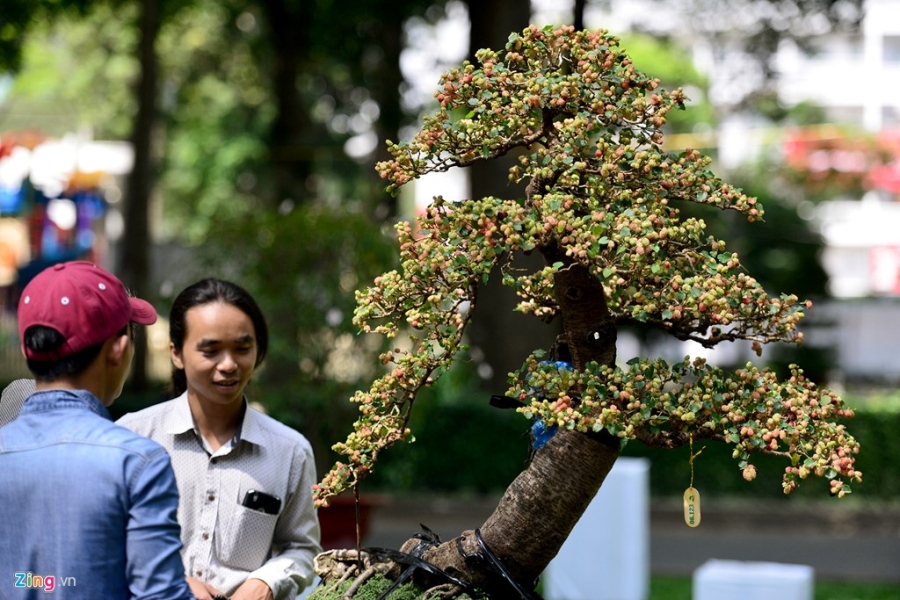 Ky hoa di thao do ve Hoi hoa xuan lon nhat Sai Gon hinh anh 12