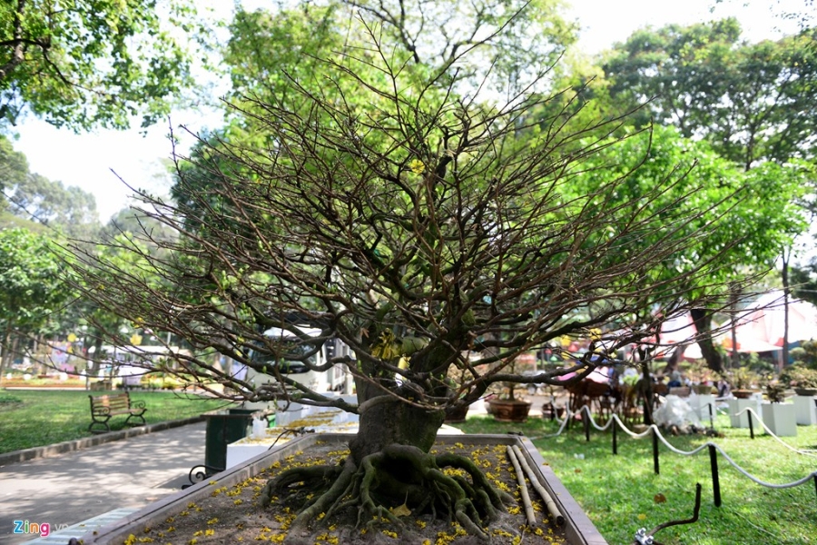 Ky hoa di thao do ve Hoi hoa xuan lon nhat Sai Gon hinh anh 16