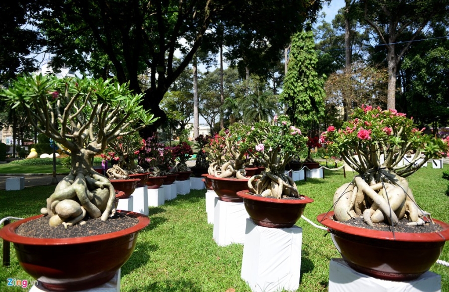 Ky hoa di thao do ve Hoi hoa xuan lon nhat Sai Gon hinh anh 17