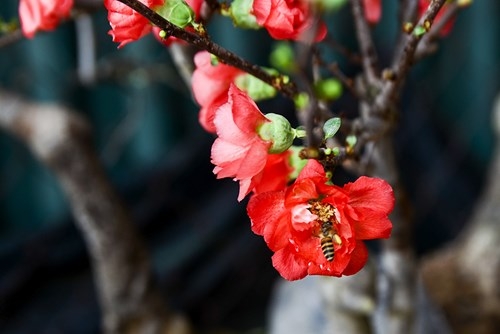 Mai đỏ Trung Quốc: Tiền triệu một cây chơi Tết ở Thủ đô ảnh 3
