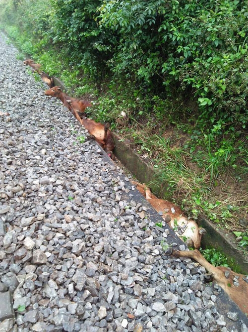 dàn bò 18 con bị tàu hoả cán chét chièu 29 tét hinh anh 3