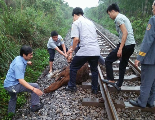 dàn bò 18 con bị tàu hoả cán chét chièu 29 tét hinh anh 6