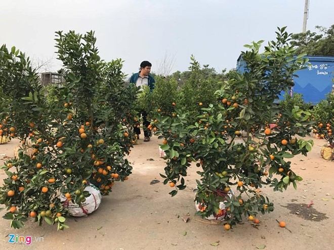 Dao, quat pha gia chieu 29 Tet hinh anh 2