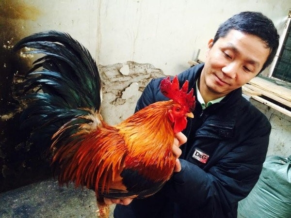 Bo chuc giam doc ve cuu nguy dan ga co thuan Viet hinh anh 1