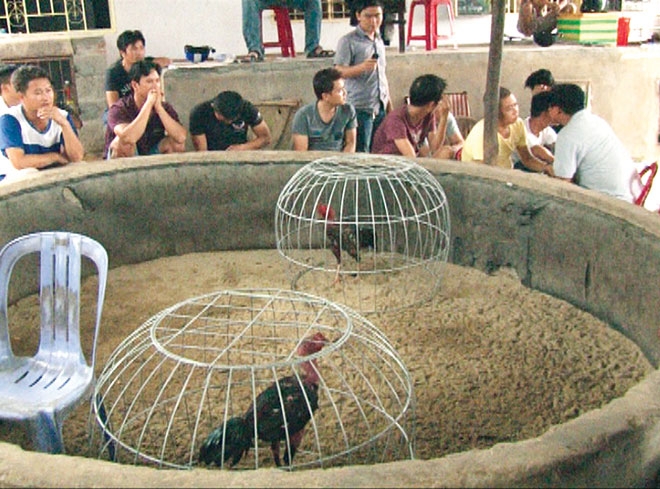 nam dau ke chuyen pha an... ga hinh anh 1