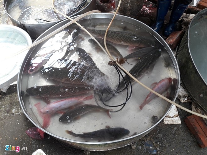 Sau Tet, 1,5 trieu dong mot con ca chep van 'chay' hang hinh anh 1