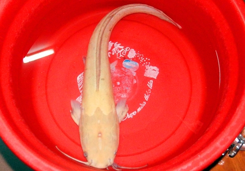 ngu-dan-da-nang-bat-duoc-ca-tre-vang-nang-2-kg-1